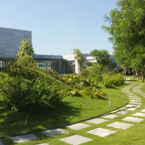 Các loại cỏ thường trồng trước sân