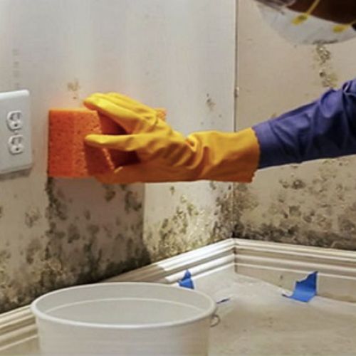 Các cách giảm rêu mốc cho tường nhà