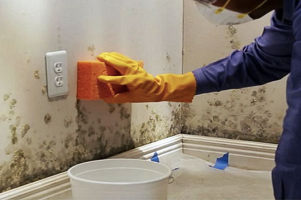 Các cách giảm rêu mốc cho tường nhà