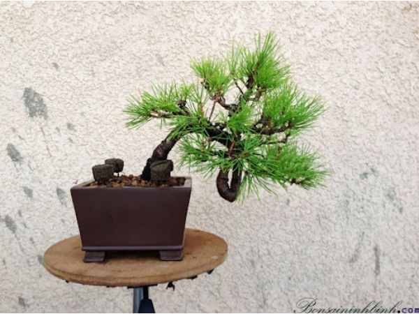 Các loại bonsai phổ biến hiện nay