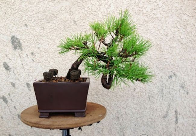 Các loại bonsai phổ biến hiện nay